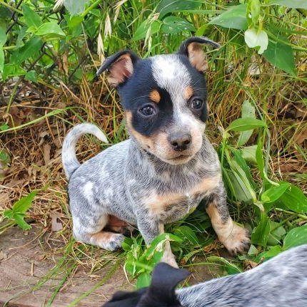 Bluey photo 2