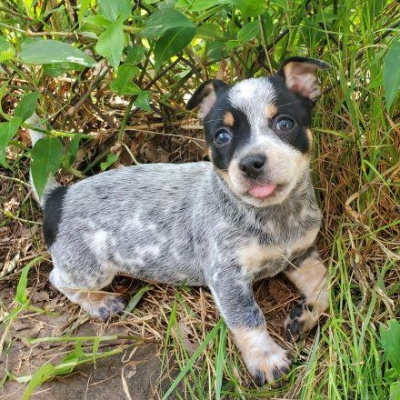Bluey photo 4