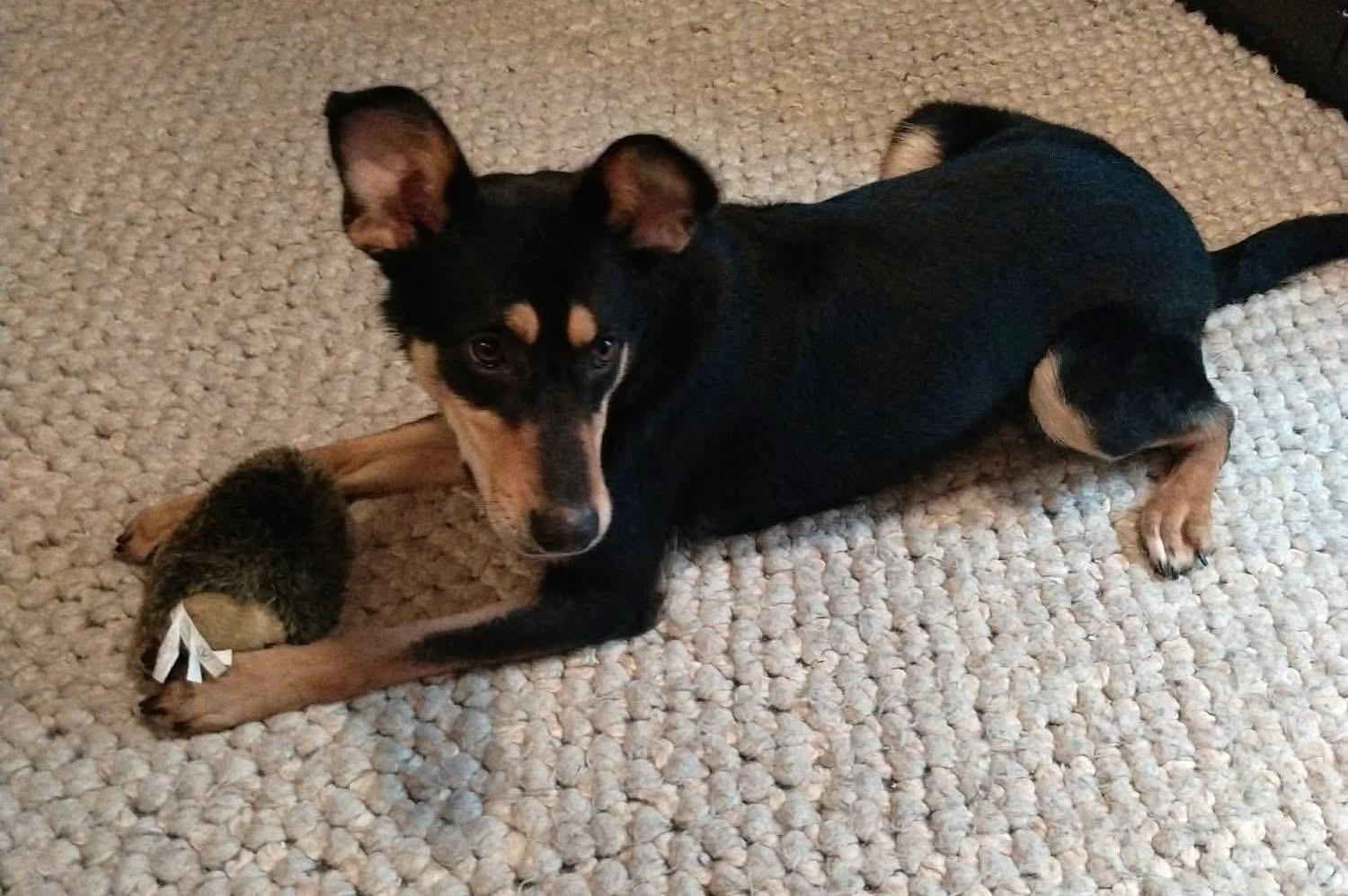 Enlarge Babs, a ADOPTABLE mixed breed in Brooks, ME image 3/3