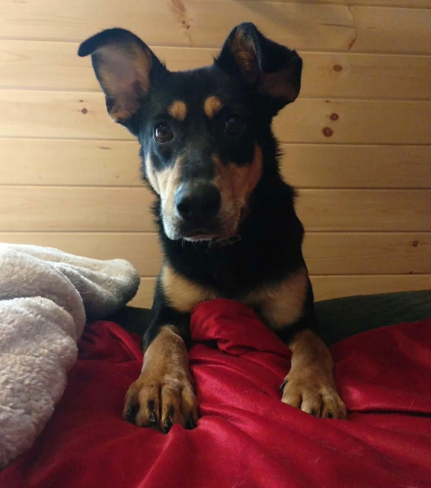 Enlarge Babs, a ADOPTABLE mixed breed in Brooks, ME image 1/3