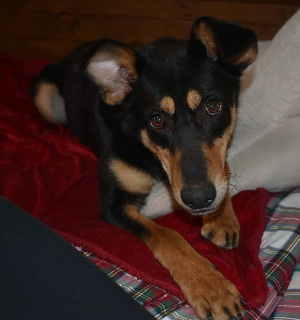 Enlarge Babs, a ADOPTABLE mixed breed in Brooks, ME image 2/3