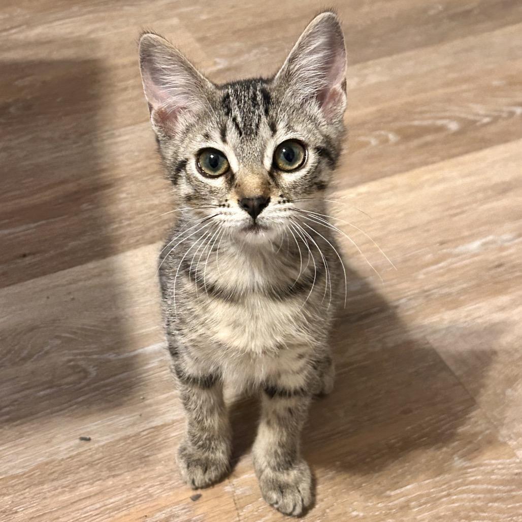 Enlarge Evening Primrose, a Adoptable Domestic Short Hair in Boerne, TX image 2/6