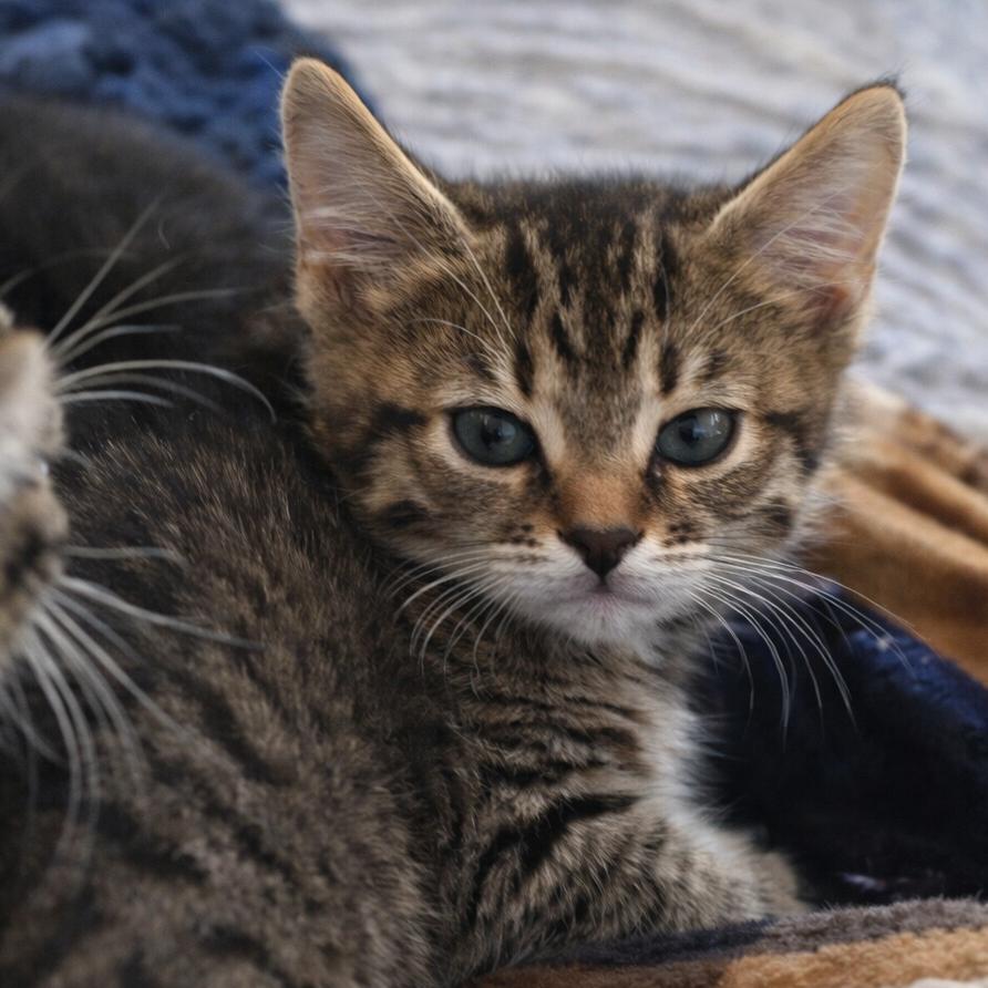 Enlarge Evening Primrose, a Adoptable Domestic Short Hair in Boerne, TX image 3/6