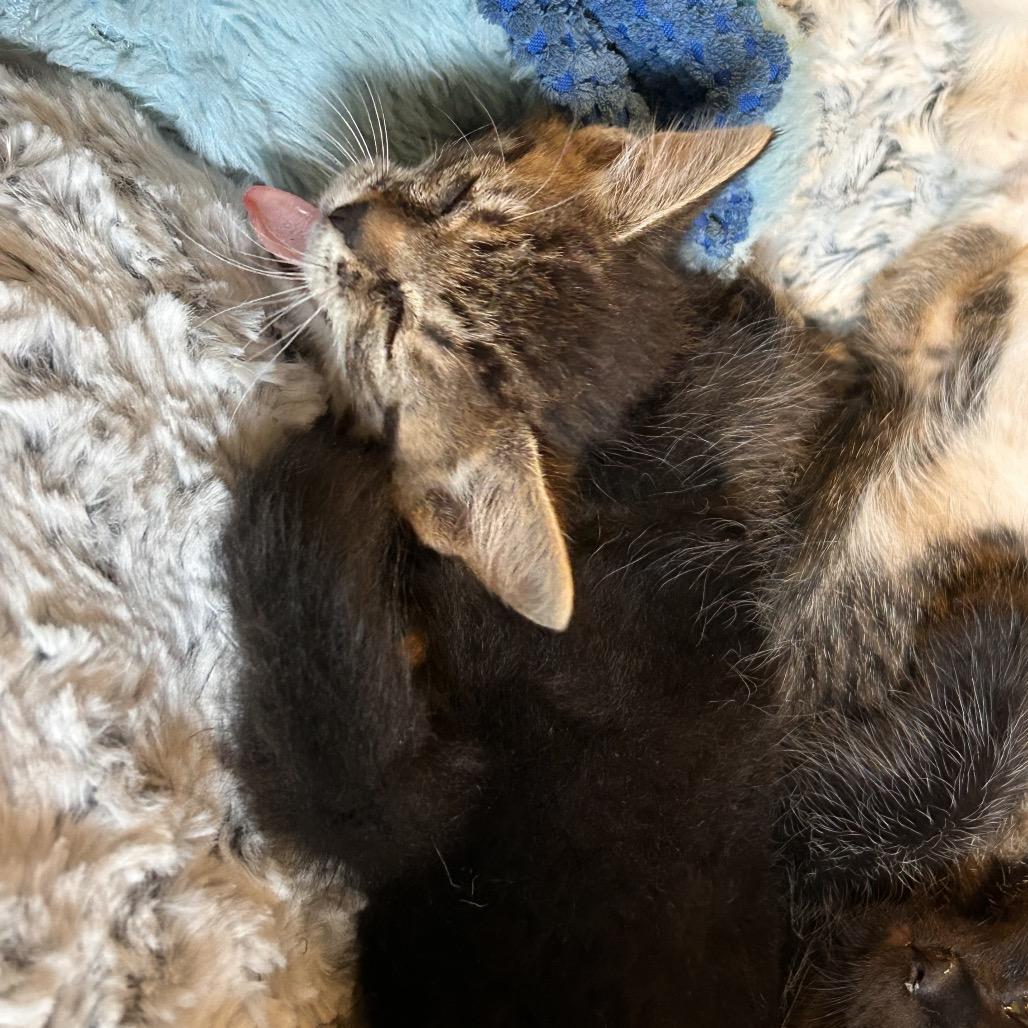 Enlarge Evening Primrose, a Adoptable Domestic Short Hair in Boerne, TX image 5/6