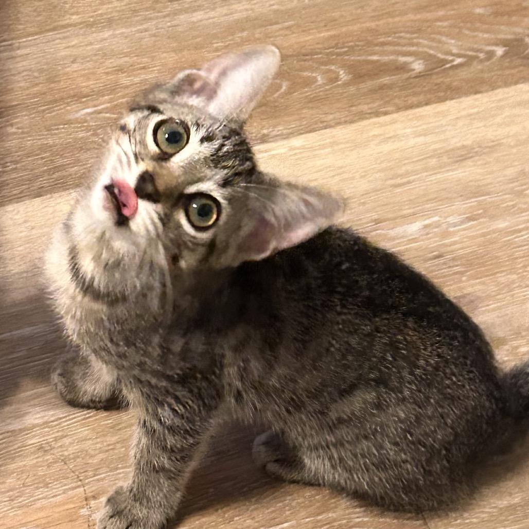 Enlarge Evening Primrose, a Adoptable Domestic Short Hair in Boerne, TX image 6/6