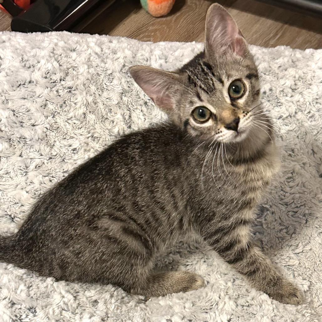 Evening Primrose, Adoptable, Kitten Female Domestic Short Hair.
