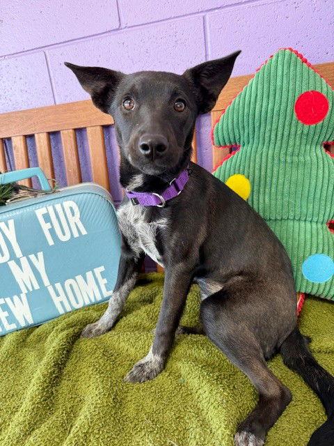 **SISSY**, Adoptable, Young Female Australian Cattle Dog / Blue Heeler.