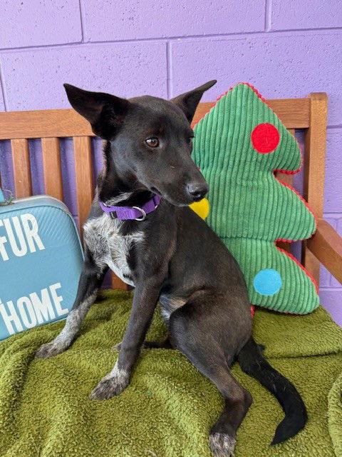 Enlarge **SISSY**, a Adoptable Australian Cattle Dog / Blue Heeler in North Prairie, WI image 2/3