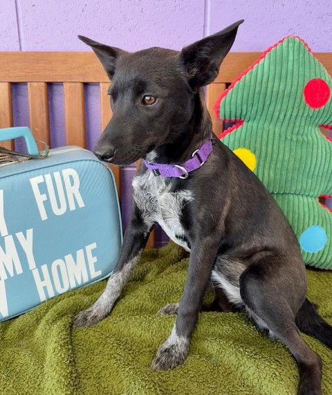 Enlarge **SISSY**, a Adoptable Australian Cattle Dog / Blue Heeler in North Prairie, WI image 3/3