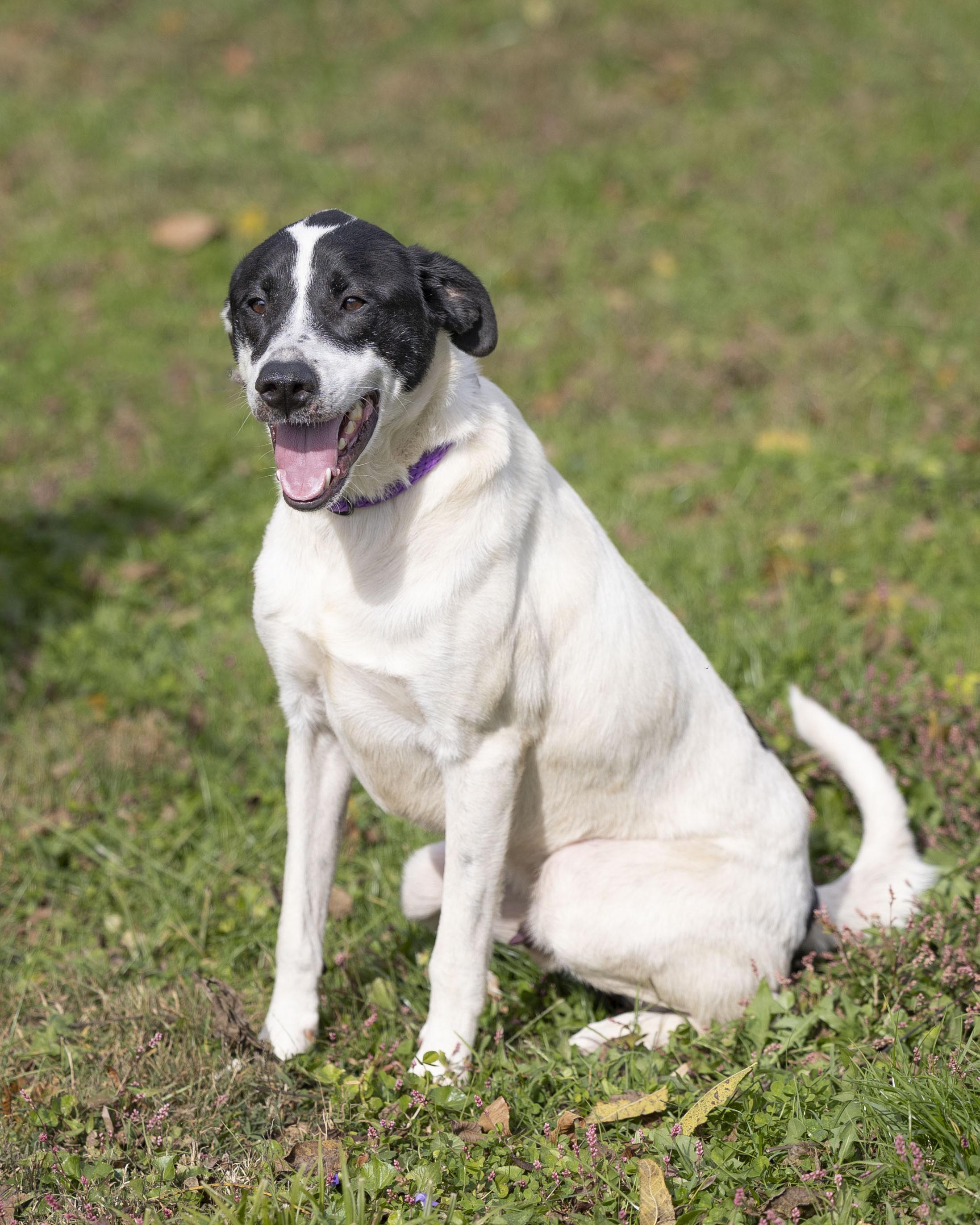 Gus Gus, Adult Male Mixed Breed