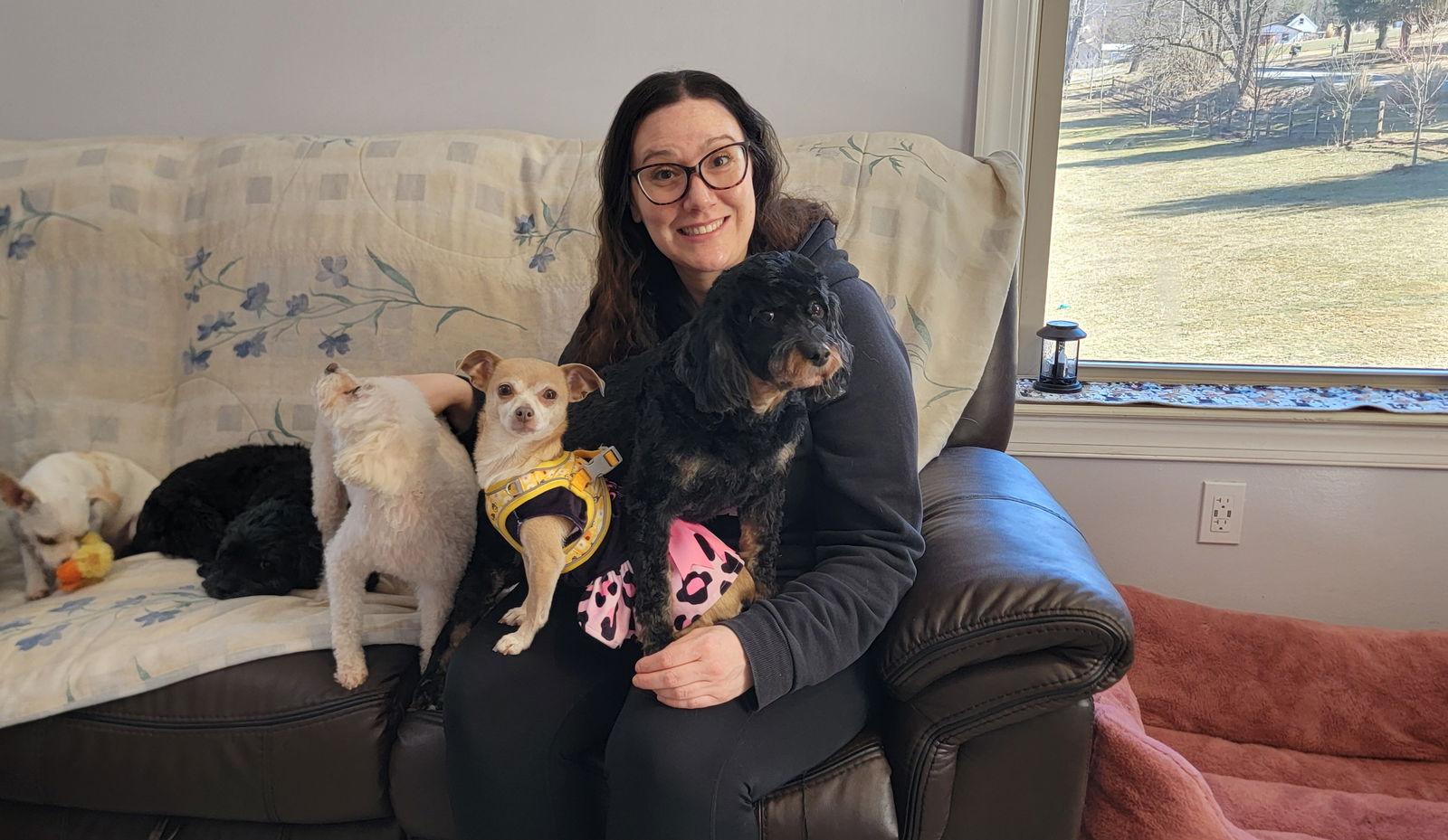 Sassy, Adoptable, Adult Female Chihuahua.