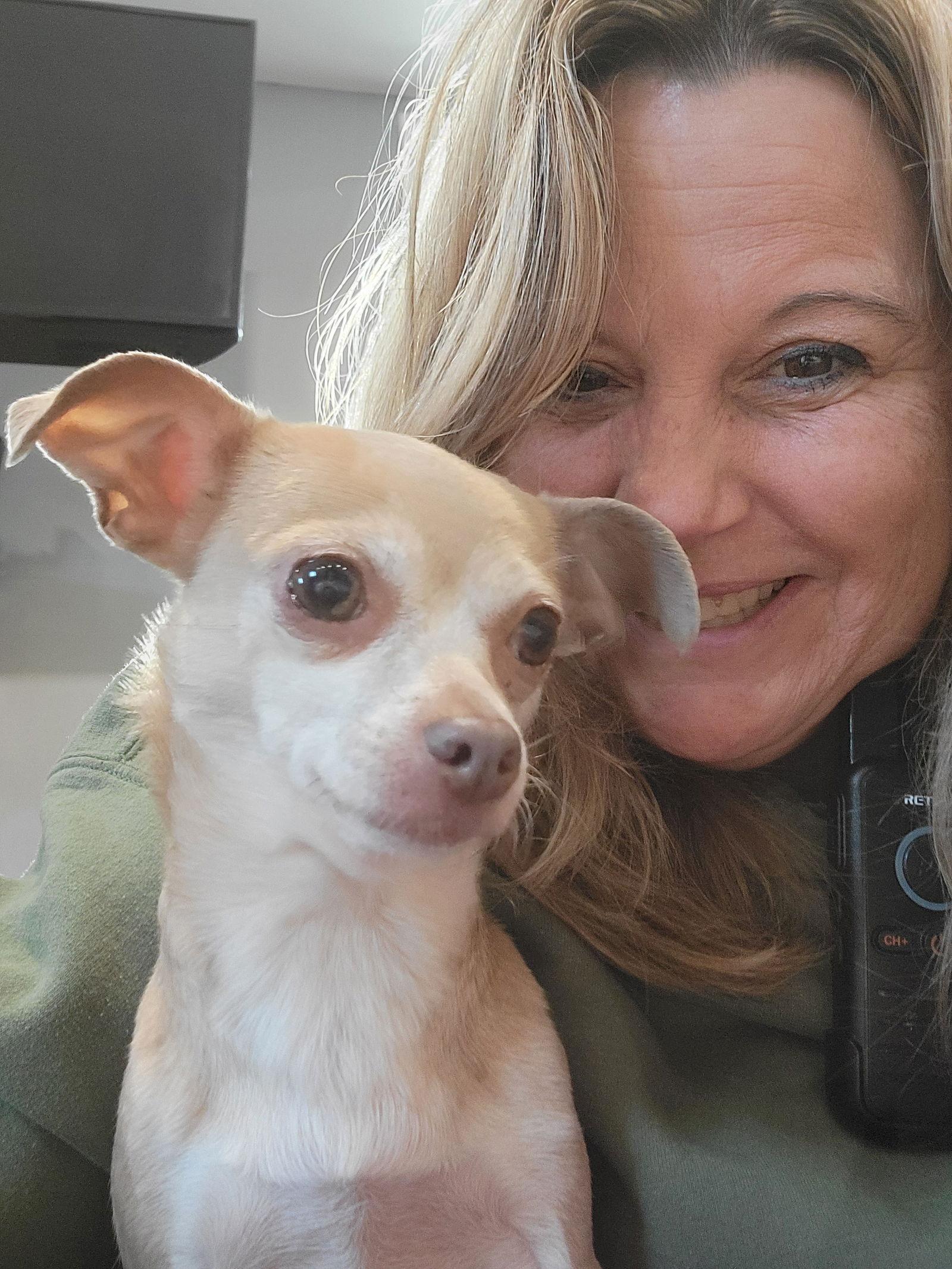 Sassy, a Adoptable Chihuahua in Elizabethtown, PA image 3/3