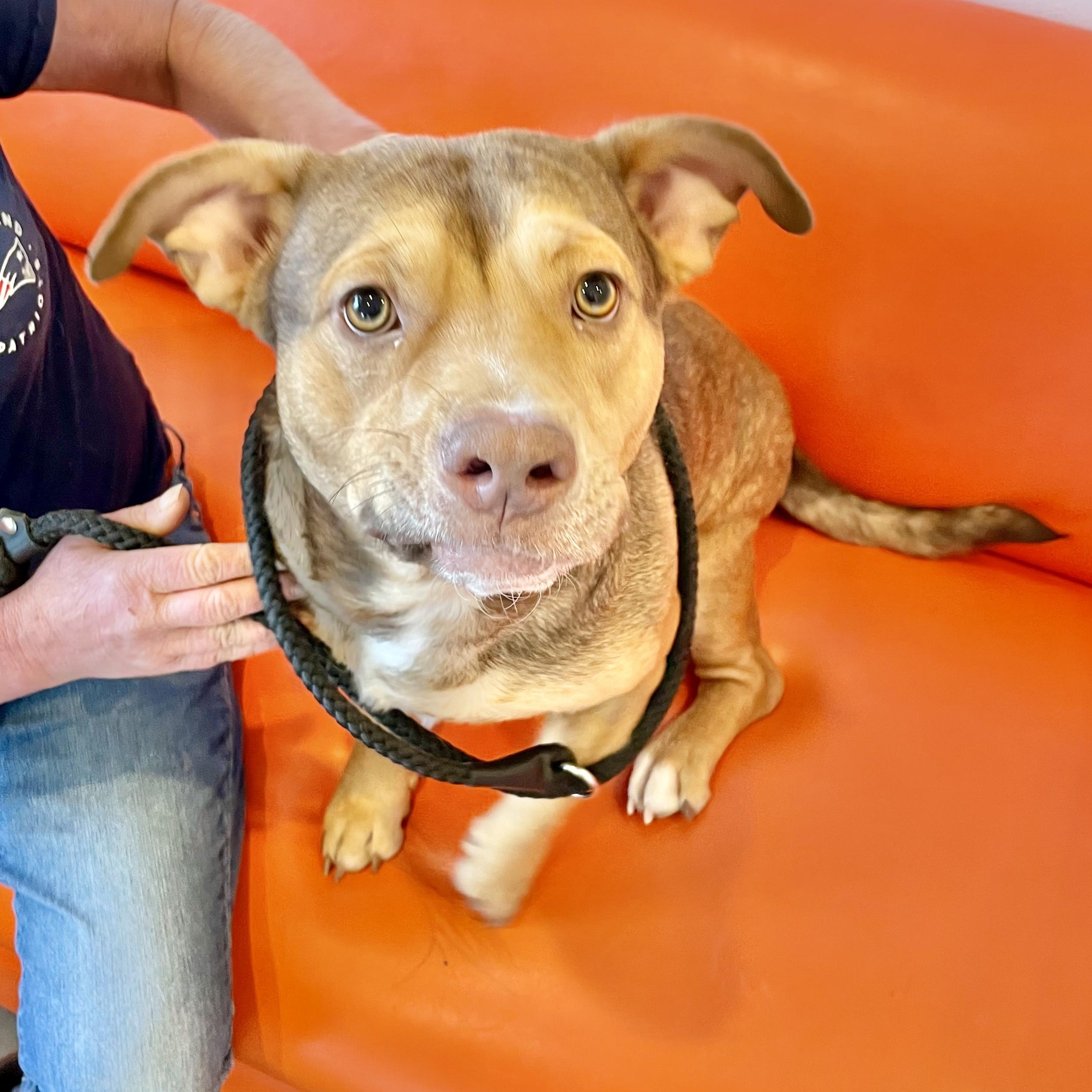 Dog for adoption Peanut, a Mixed Breed in Oakdale, PA Petfinder