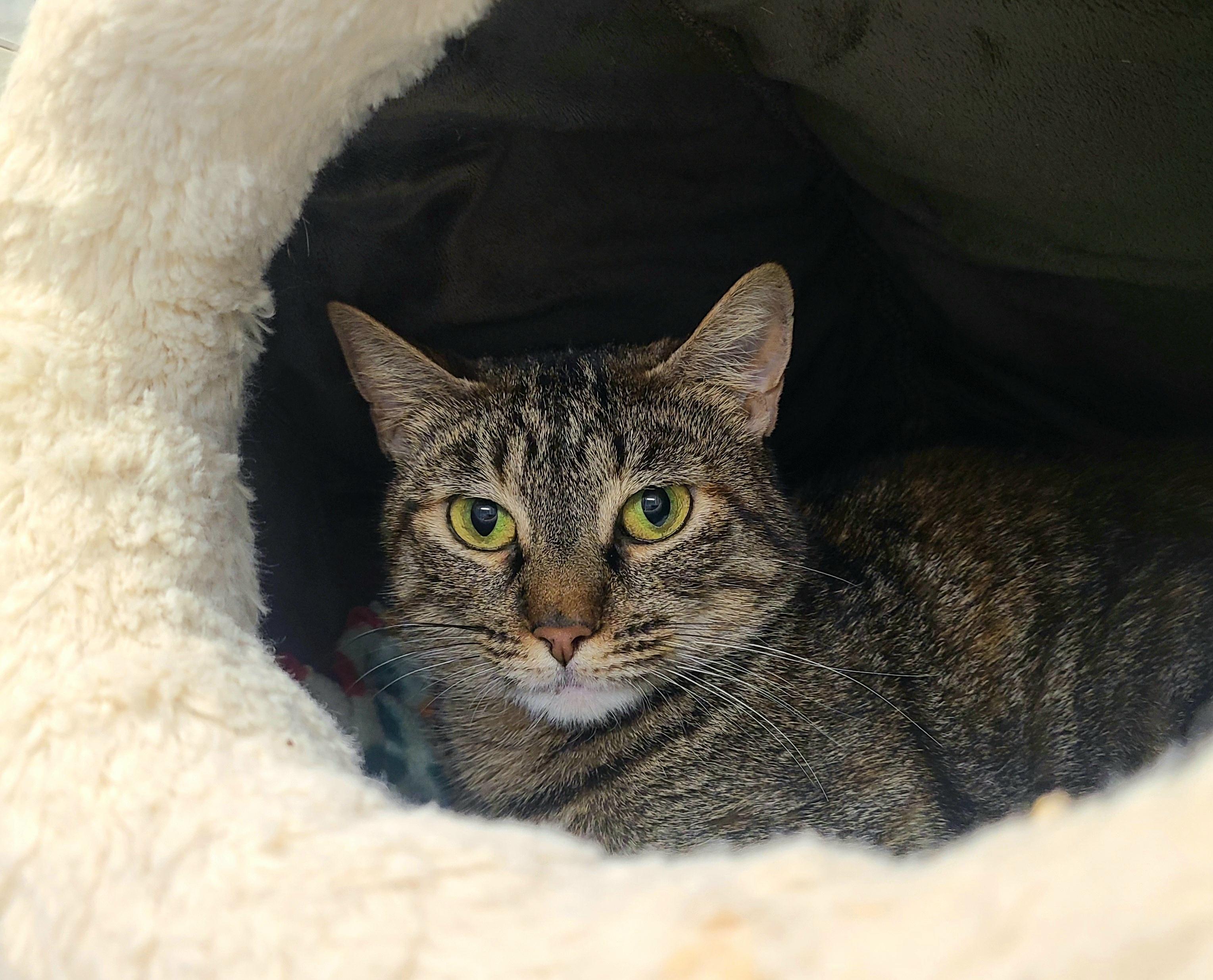 Enlarge Donna, an adopted Domestic Short Hair in Kirkland, WA image 1/1