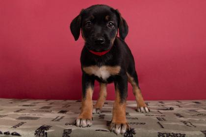 Jane, Adoptable, Puppy Female Retriever & Mixed Breed.