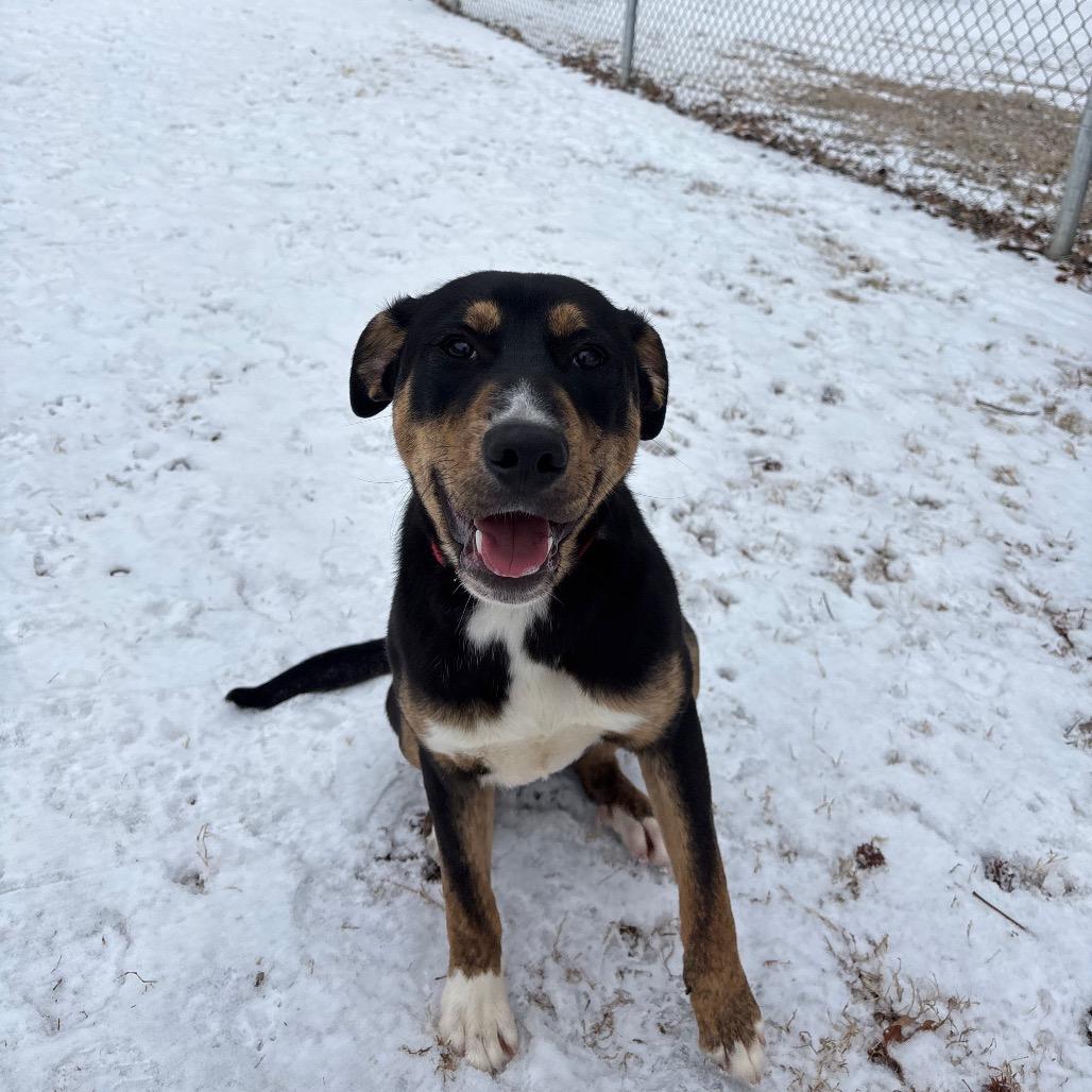Art, Adoptable, Young Male Mixed Breed.