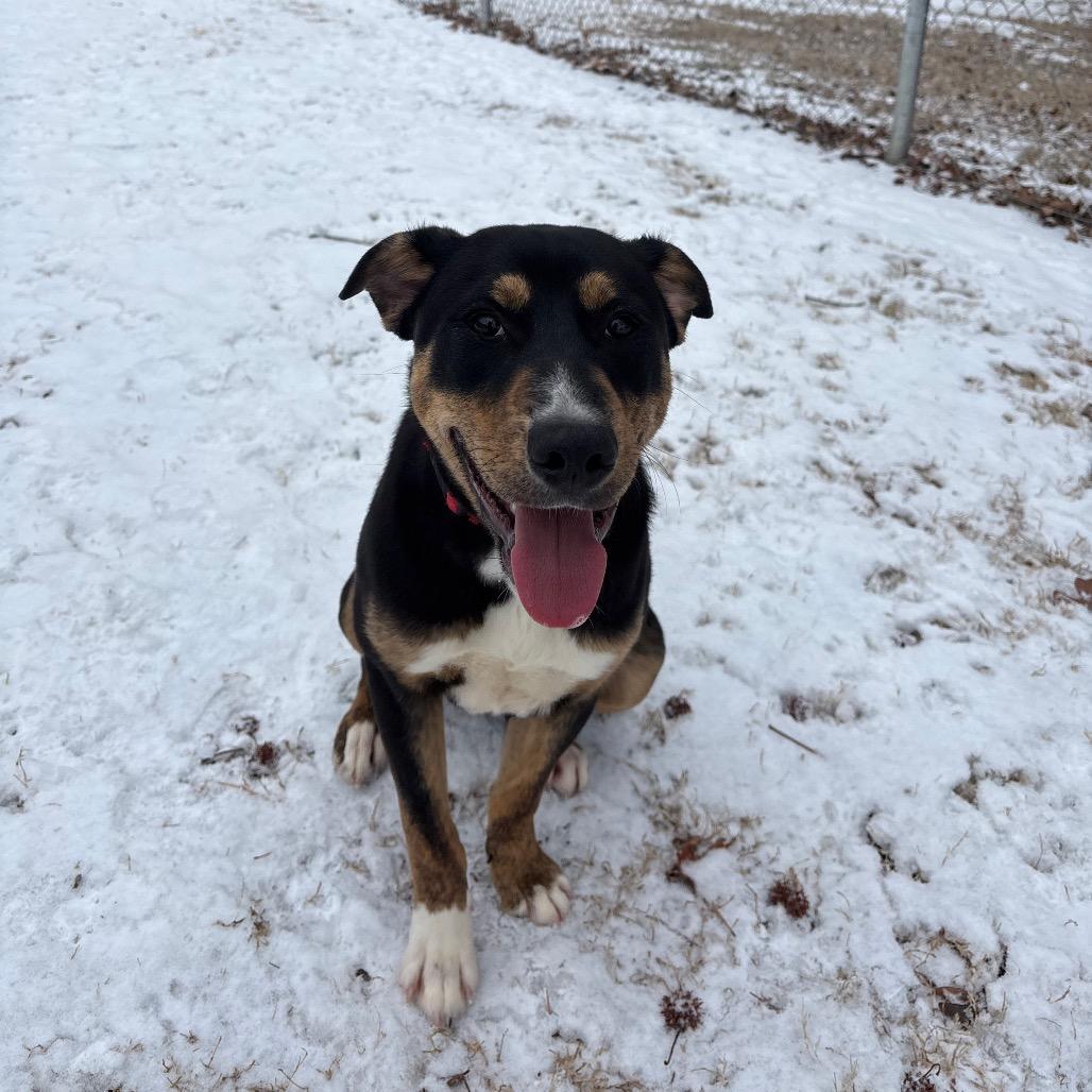 Enlarge Art, a Adoptable Mixed Breed in Roxboro, NC image 2/6