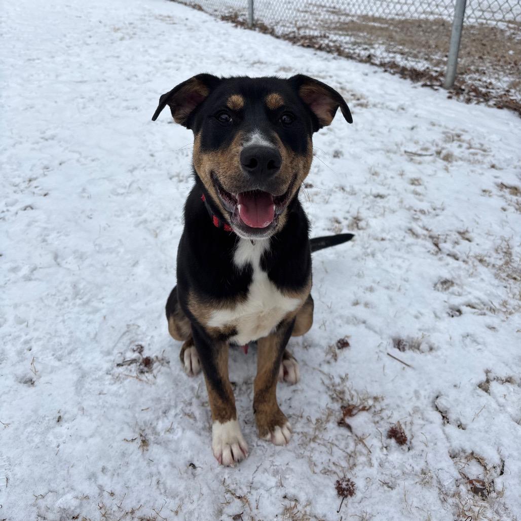 Enlarge Art, a Adoptable Mixed Breed in Roxboro, NC image 3/6