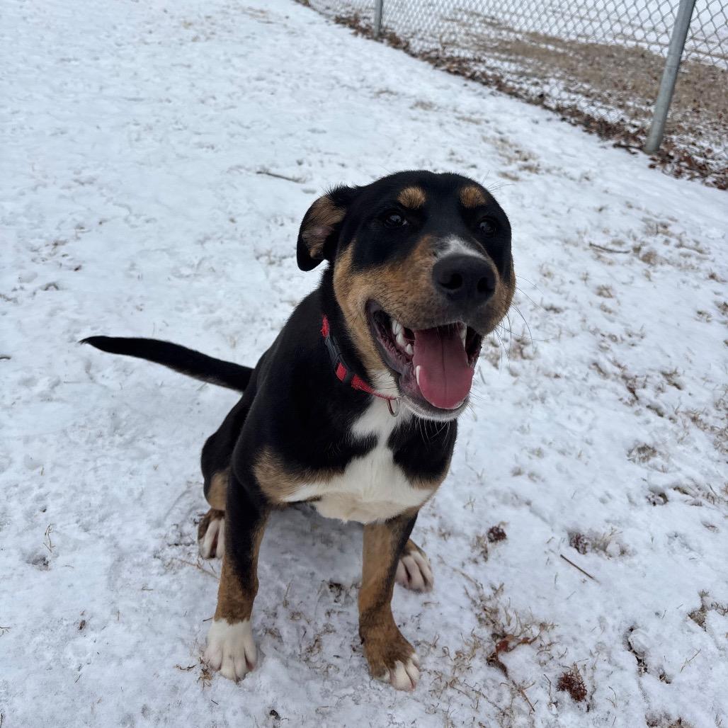 Enlarge Art, a Adoptable Mixed Breed in Roxboro, NC image 4/6
