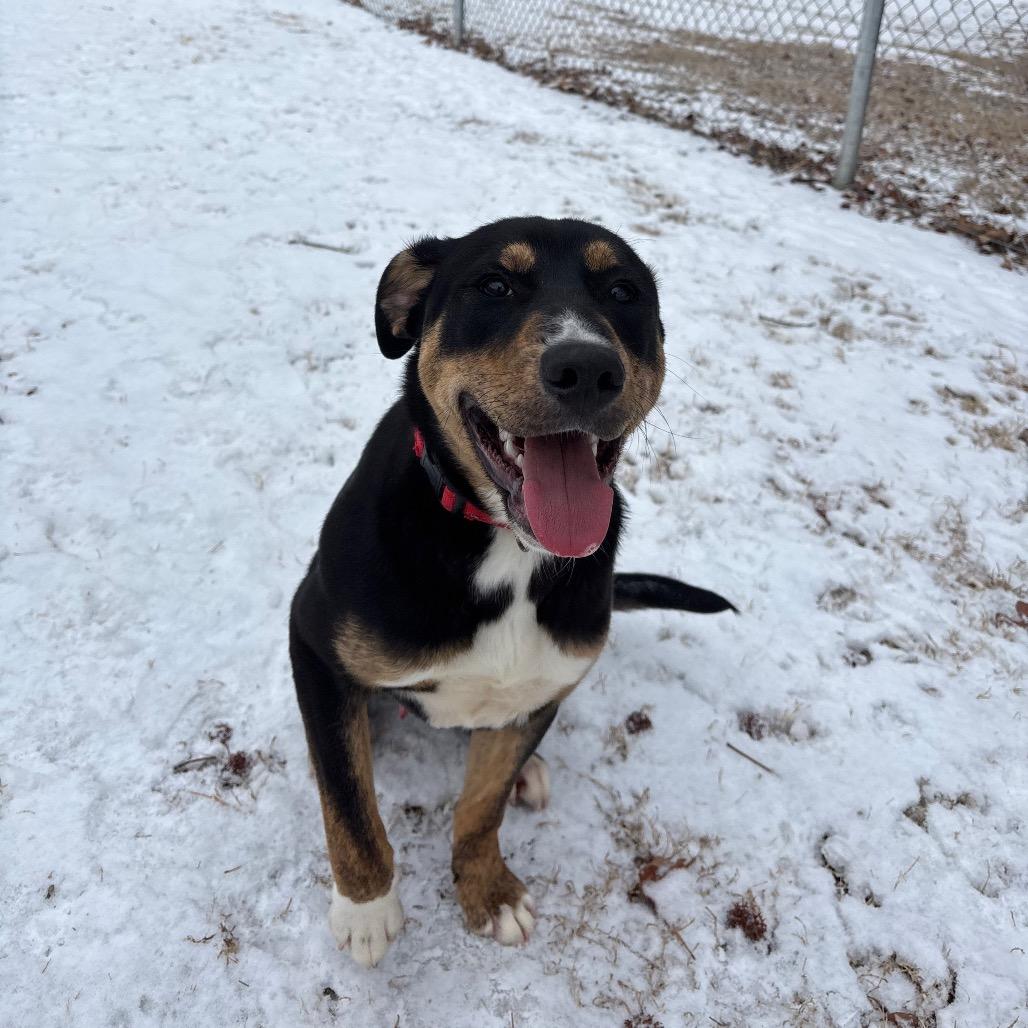 Enlarge Art, a Adoptable Mixed Breed in Roxboro, NC image 5/6