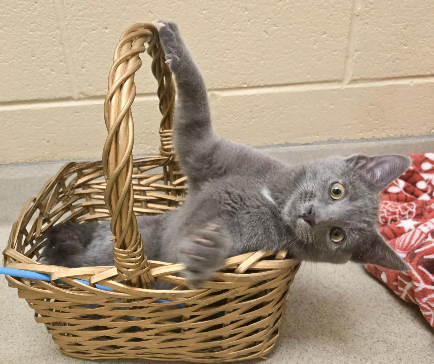 Cedar, Adoptable, Young Male Domestic Short Hair.