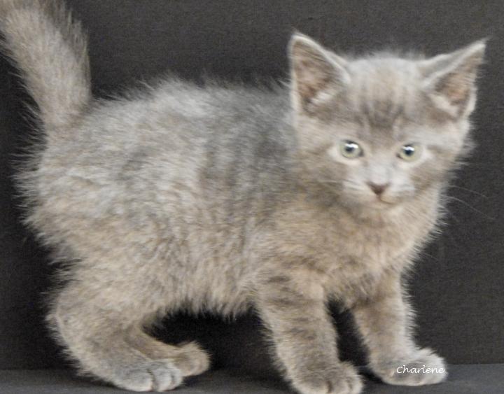 Enlarge Cedar, a Adoptable Domestic Short Hair in Newland, NC image 2/2