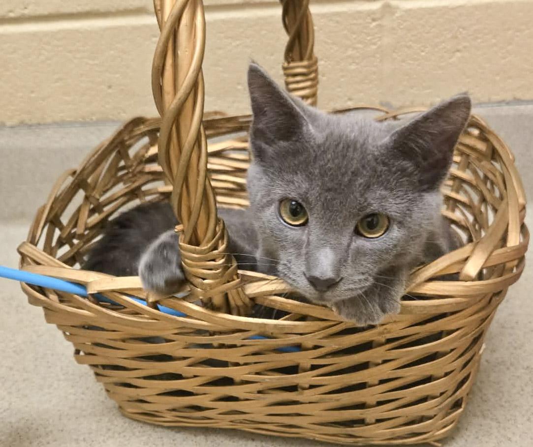 Enlarge Cedar, a Adoptable Domestic Short Hair in Newland, NC image 2/4
