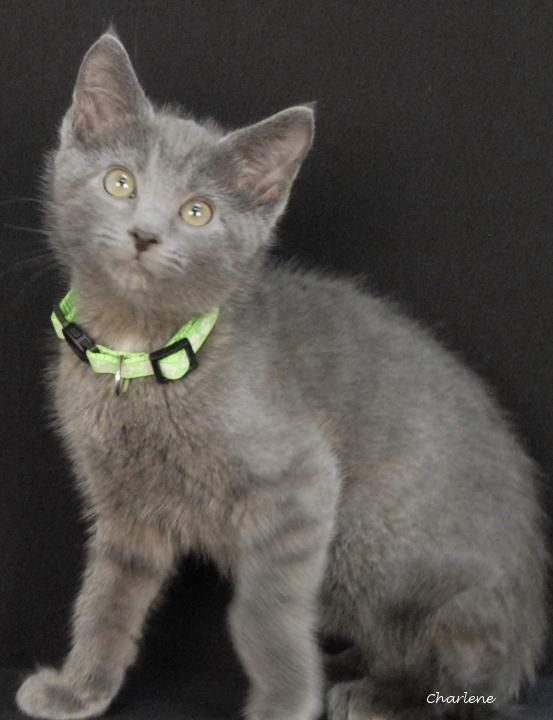 Enlarge Cedar, a Adoptable Domestic Short Hair in Newland, NC image 1/2