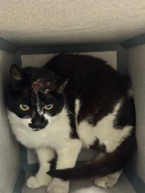 LANEY, Adoptable, Adult Female Domestic Short Hair.