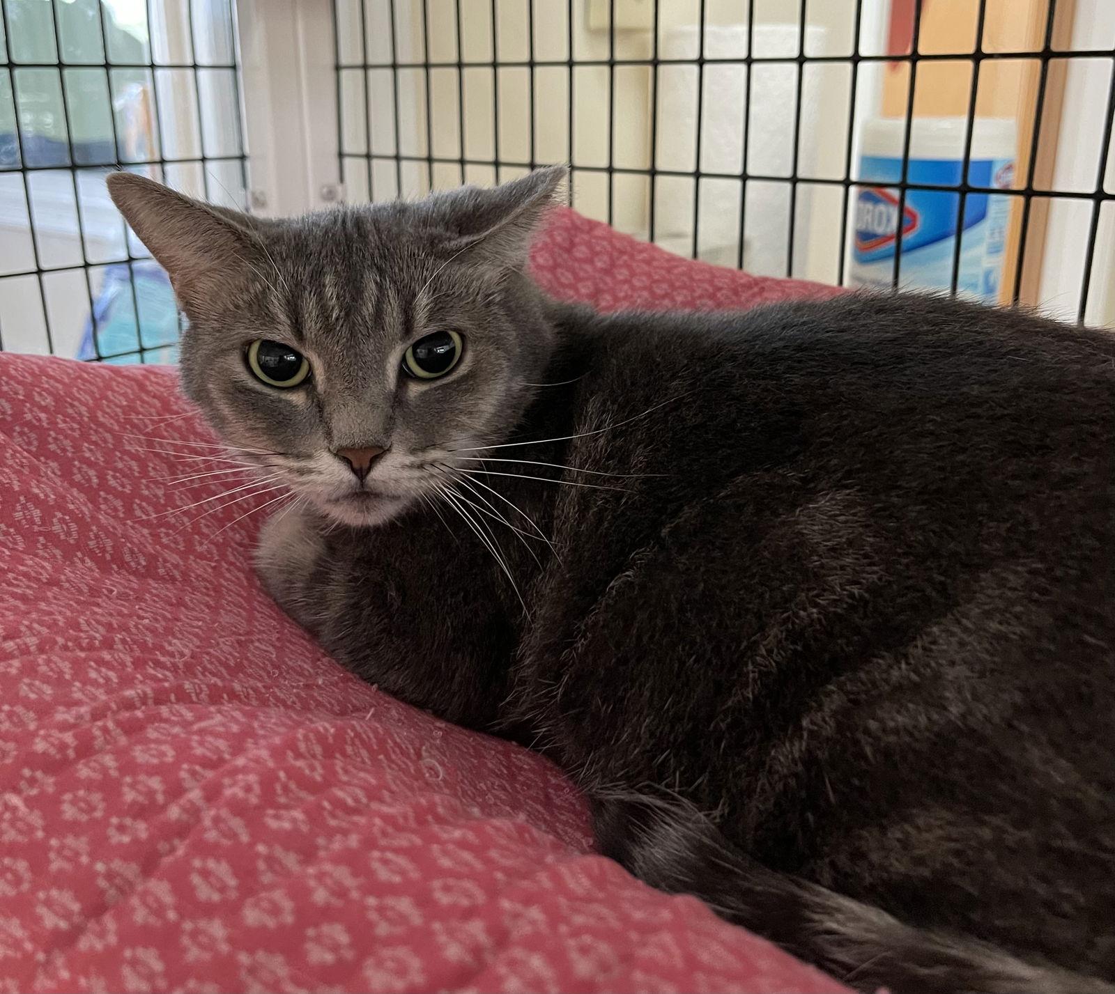 Enlarge Margaret, a Adoptable Domestic Short Hair in West Palm Beach, FL image 1/2