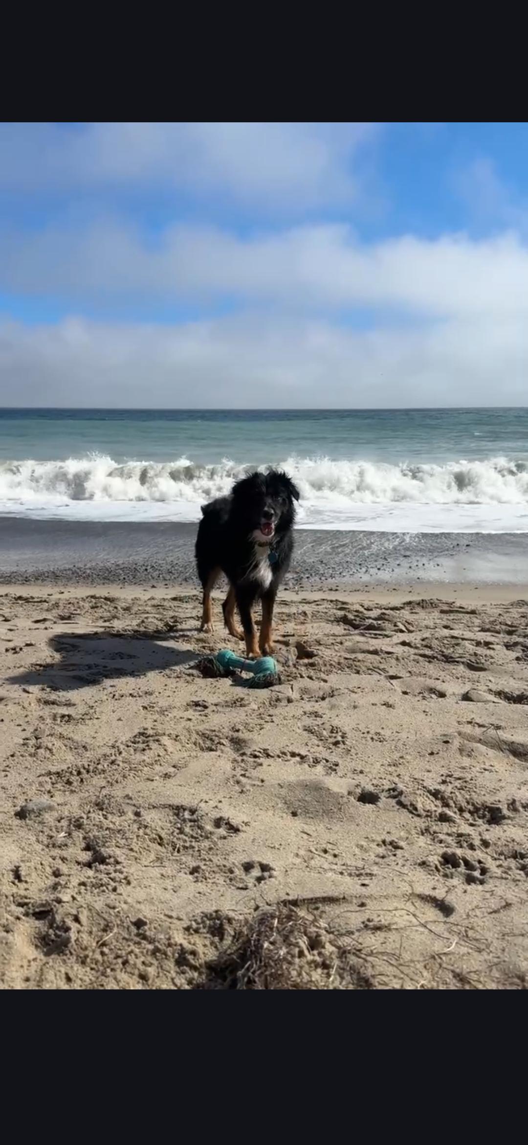 Sonnet, ADOPTABLE, Young Male Australian Shepherd.