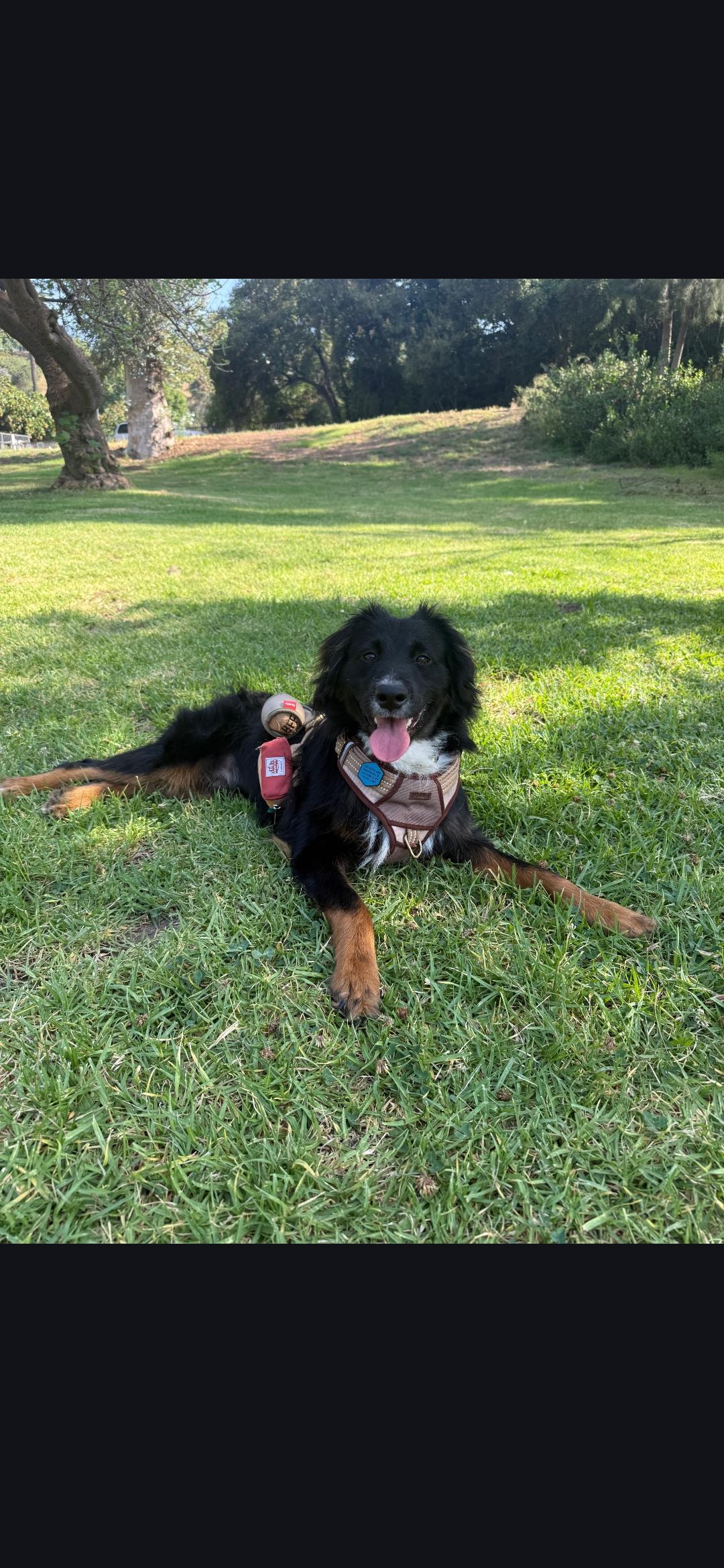 Sonnet, a ADOPTABLE Australian Shepherd in Torrance, CA image 2/3