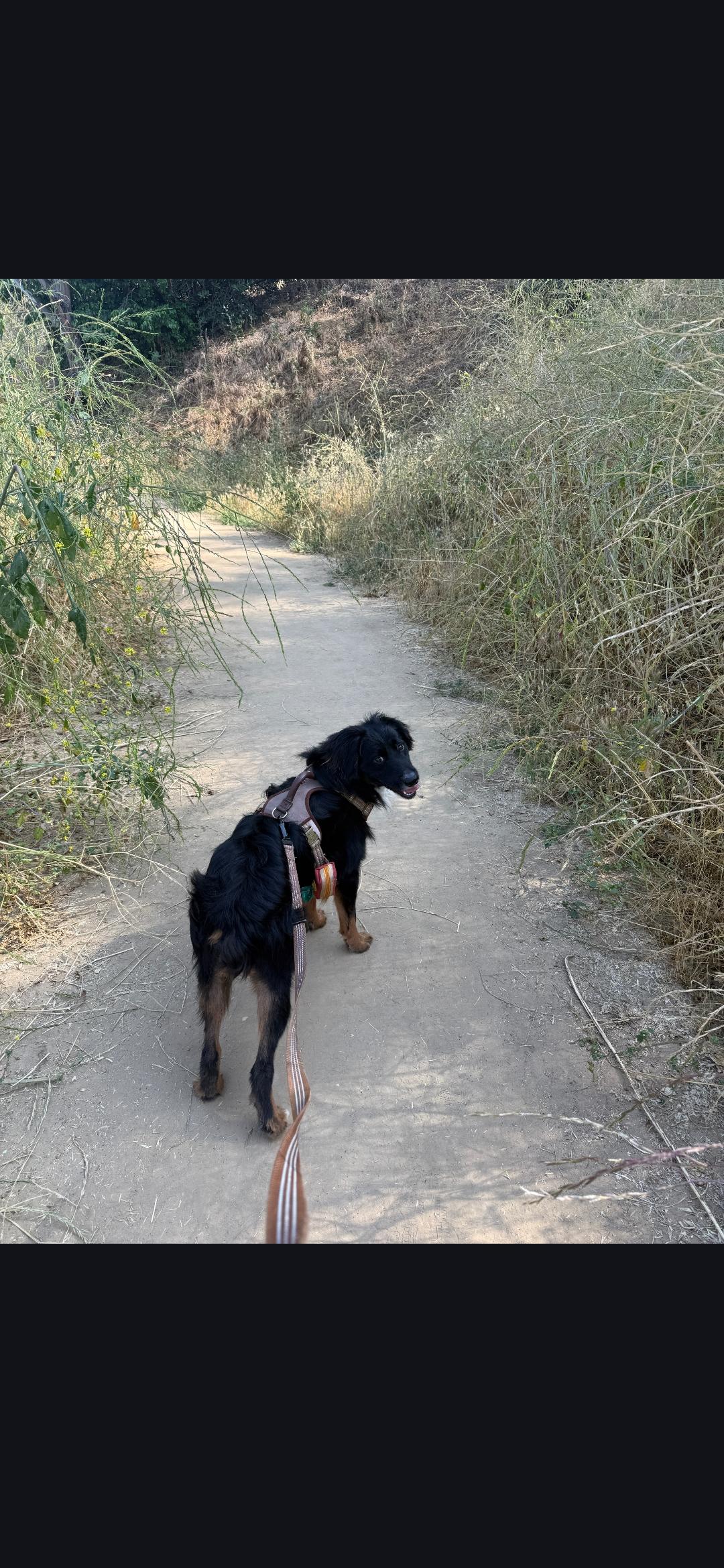 Sonnet, a ADOPTABLE Australian Shepherd in Torrance, CA image 3/3