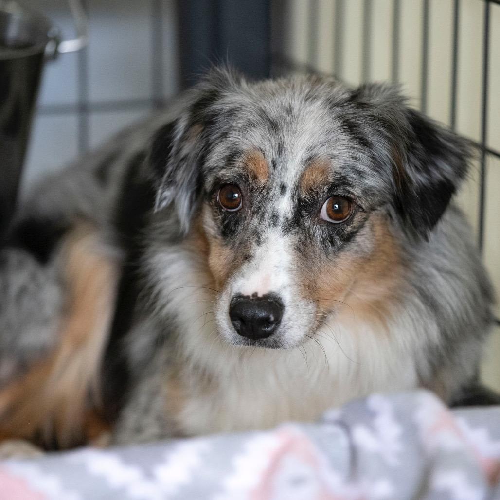 Katie (OT25-128), a Adoptable Australian Shepherd in Peyton, CO image 1/3