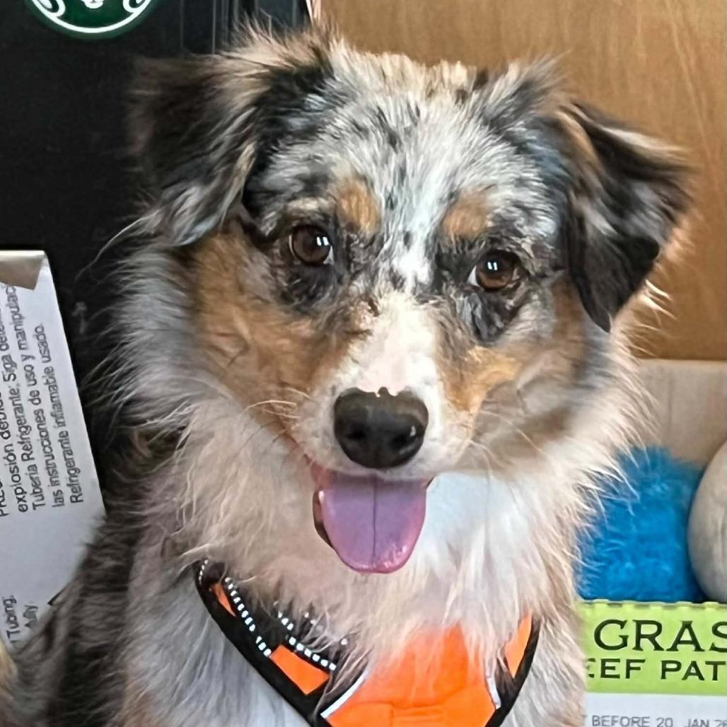 Katie (OT25-128), a Adoptable Australian Shepherd in Peyton, CO image 2/3