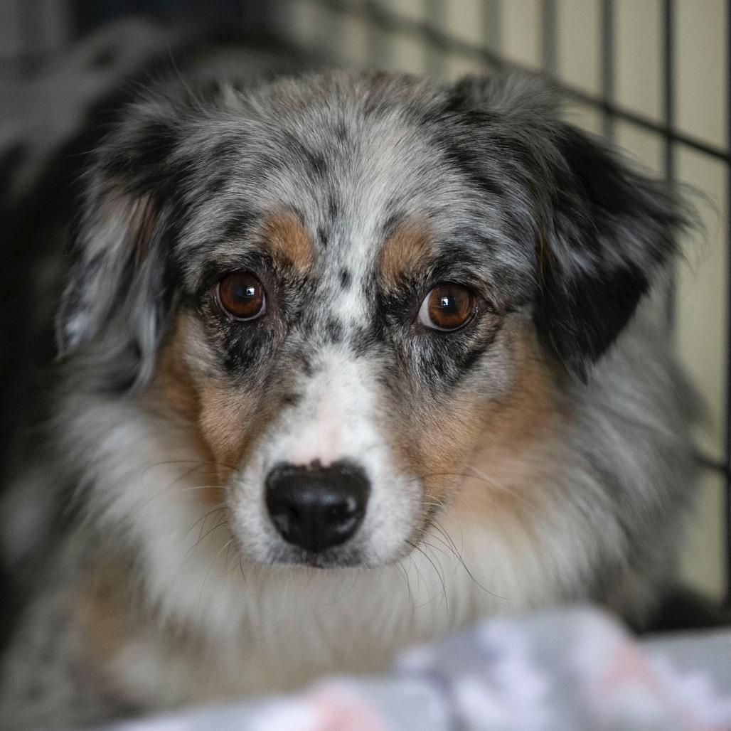 Katie (OT25-128), a Adoptable Australian Shepherd in Peyton, CO image 3/3