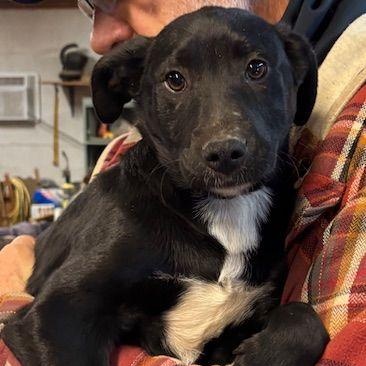 Mary, Adopted, Young Female Black Labrador Retriever & Terrier.