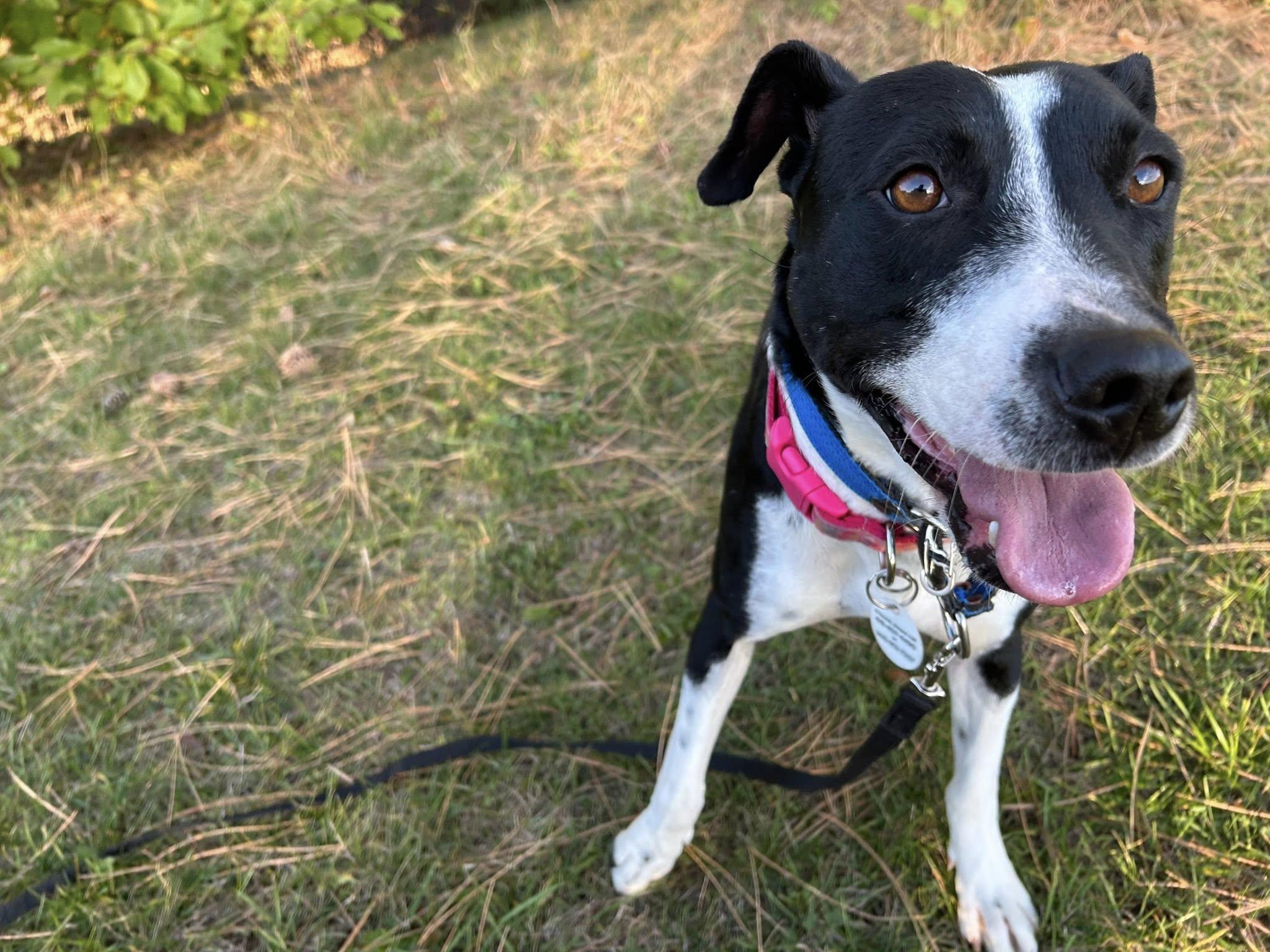 Dixi, a Adoptable Mixed Breed in Milton, ON image 3/5