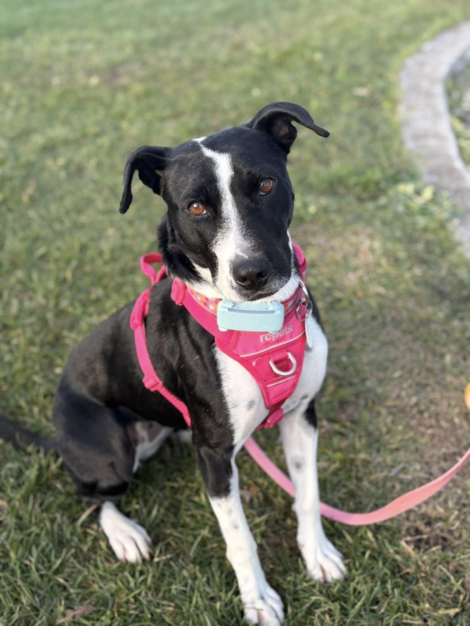 Dixi, a Adoptable Mixed Breed in Milton, ON image 4/5