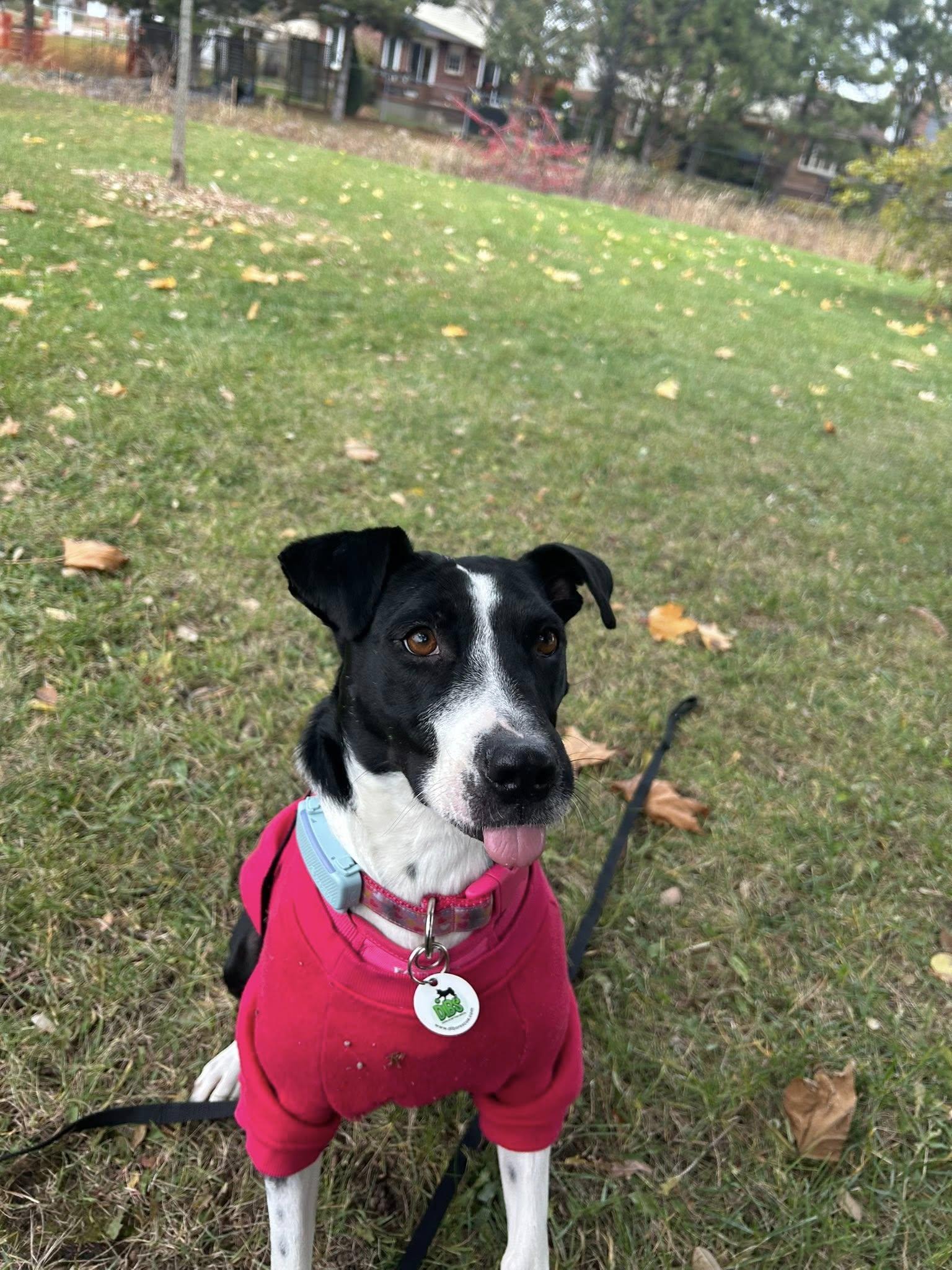 Dixi, a Adoptable Mixed Breed in Milton, ON image 5/5