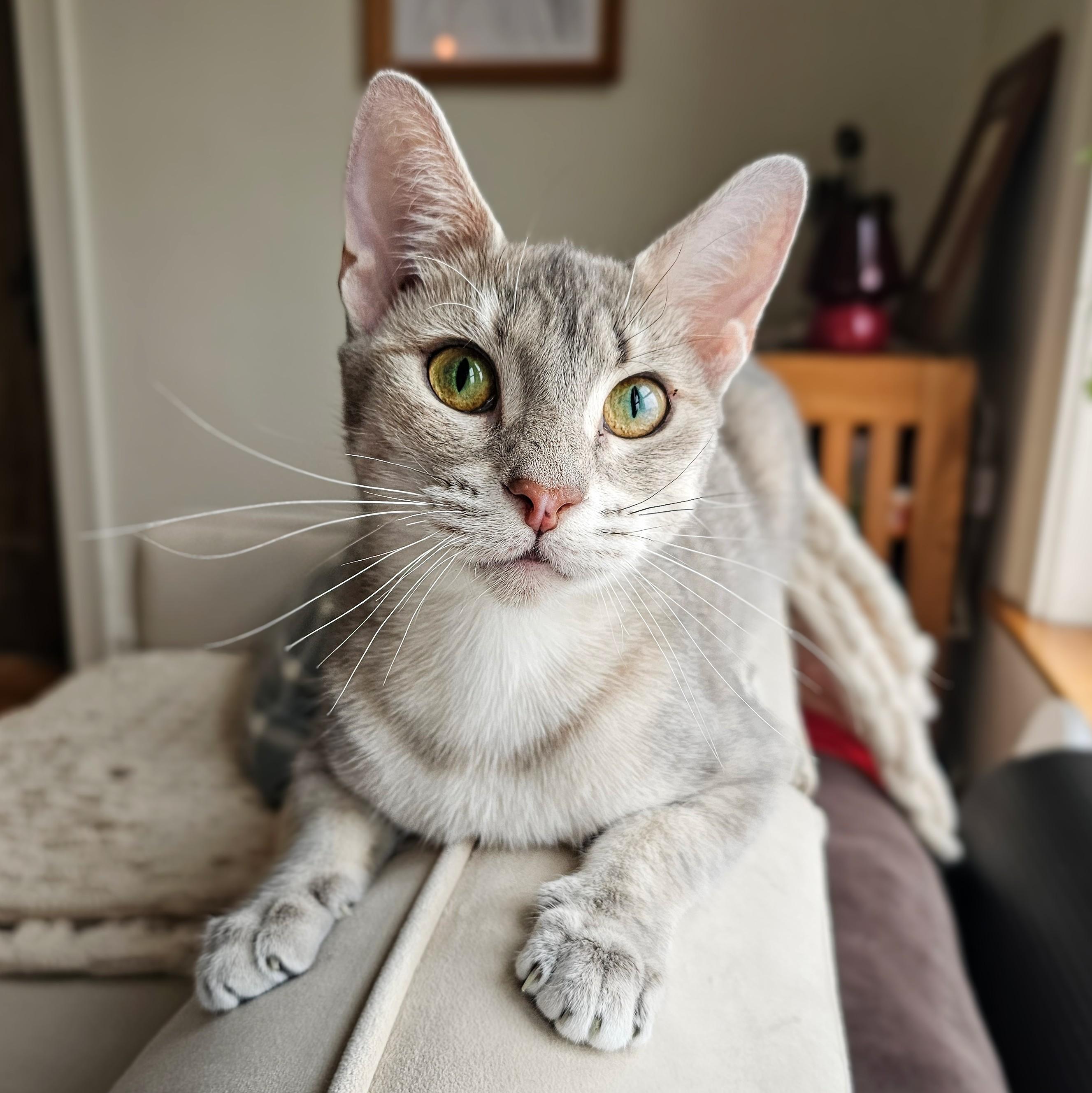 Luna, ADOPTABLE, Adult Female Domestic Short Hair.