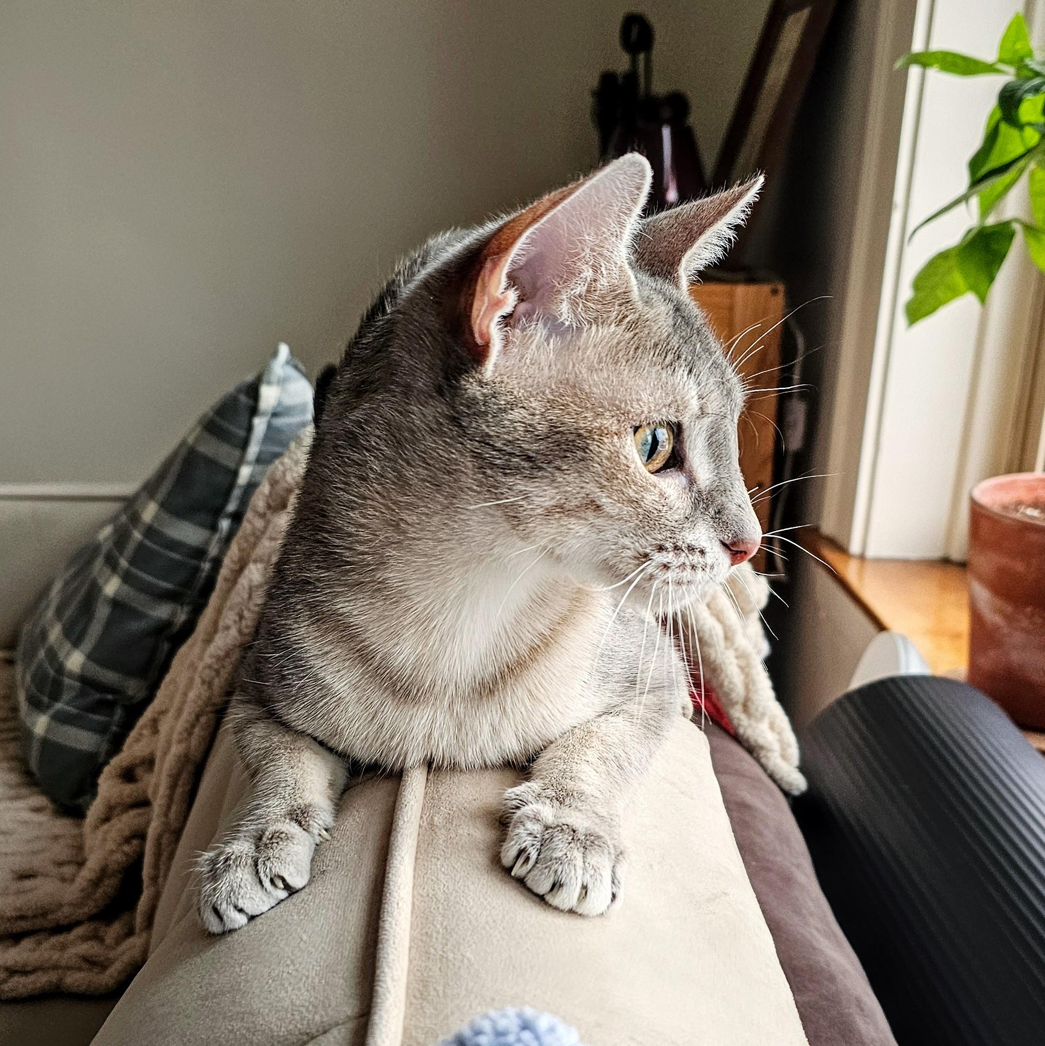 Enlarge Luna, a ADOPTABLE Domestic Short Hair in Chicago, IL image 2/6