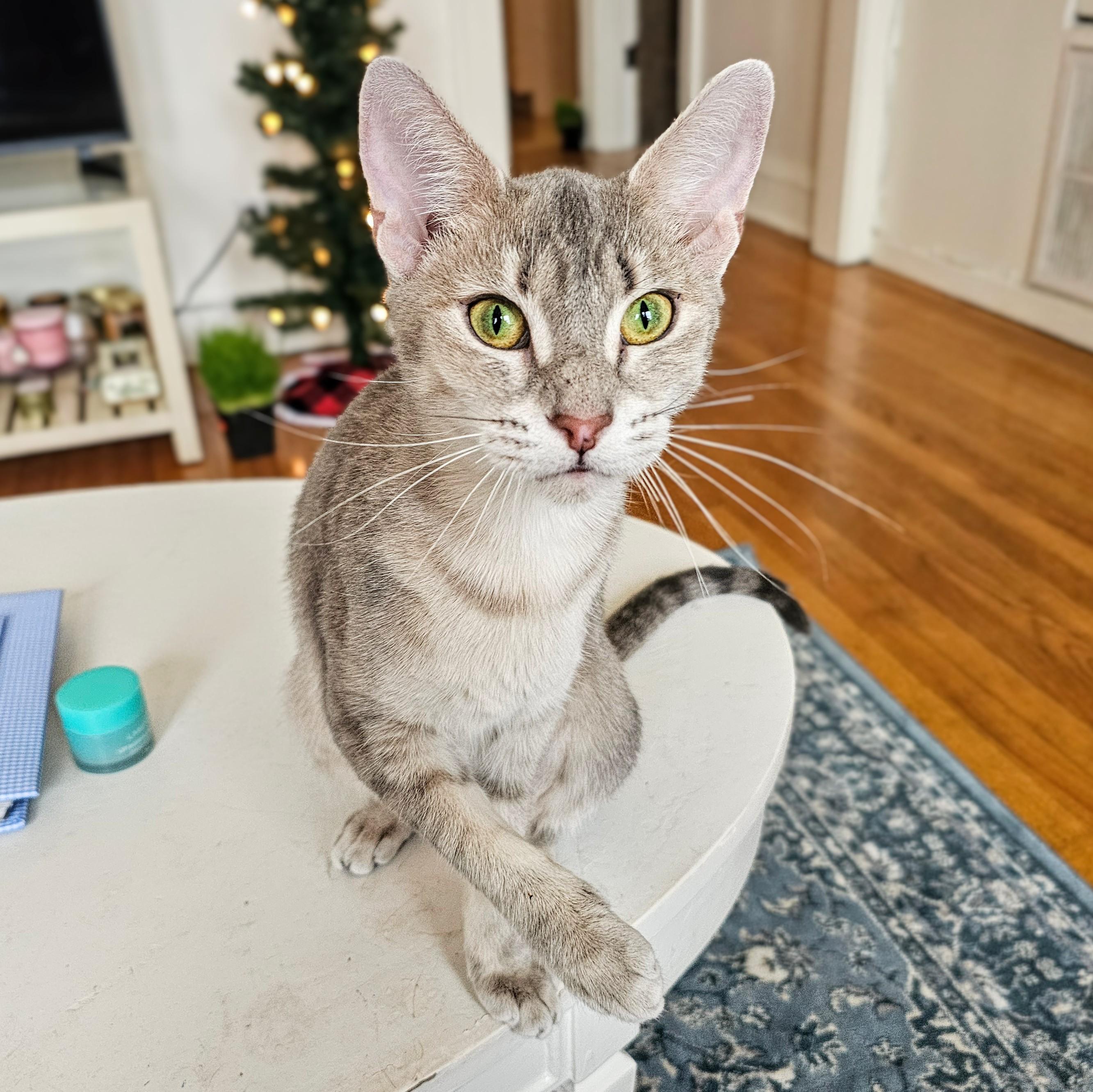 Enlarge Luna, a ADOPTABLE Domestic Short Hair in Chicago, IL image 3/6