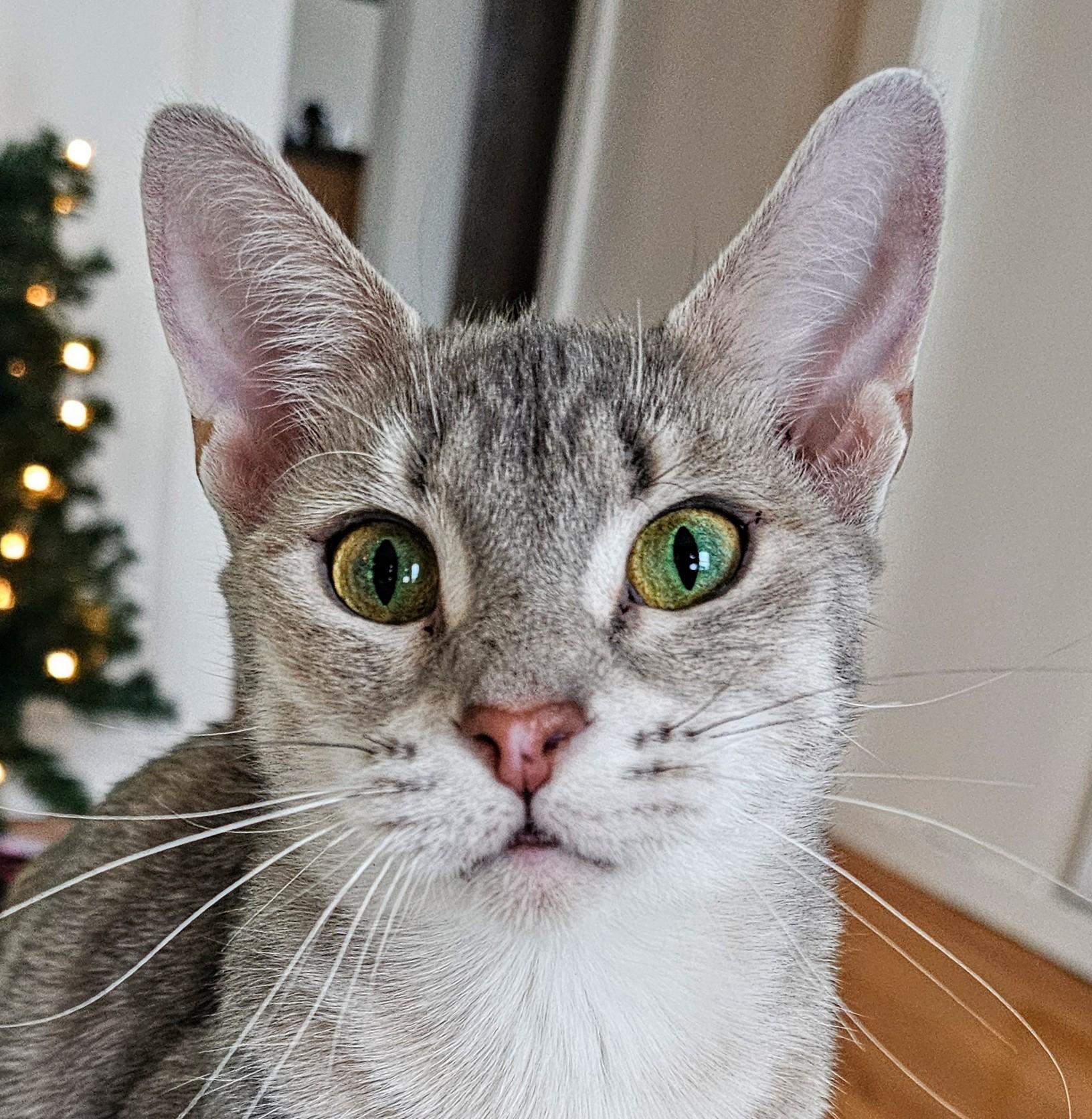 Enlarge Luna, a ADOPTABLE Domestic Short Hair in Chicago, IL image 4/6