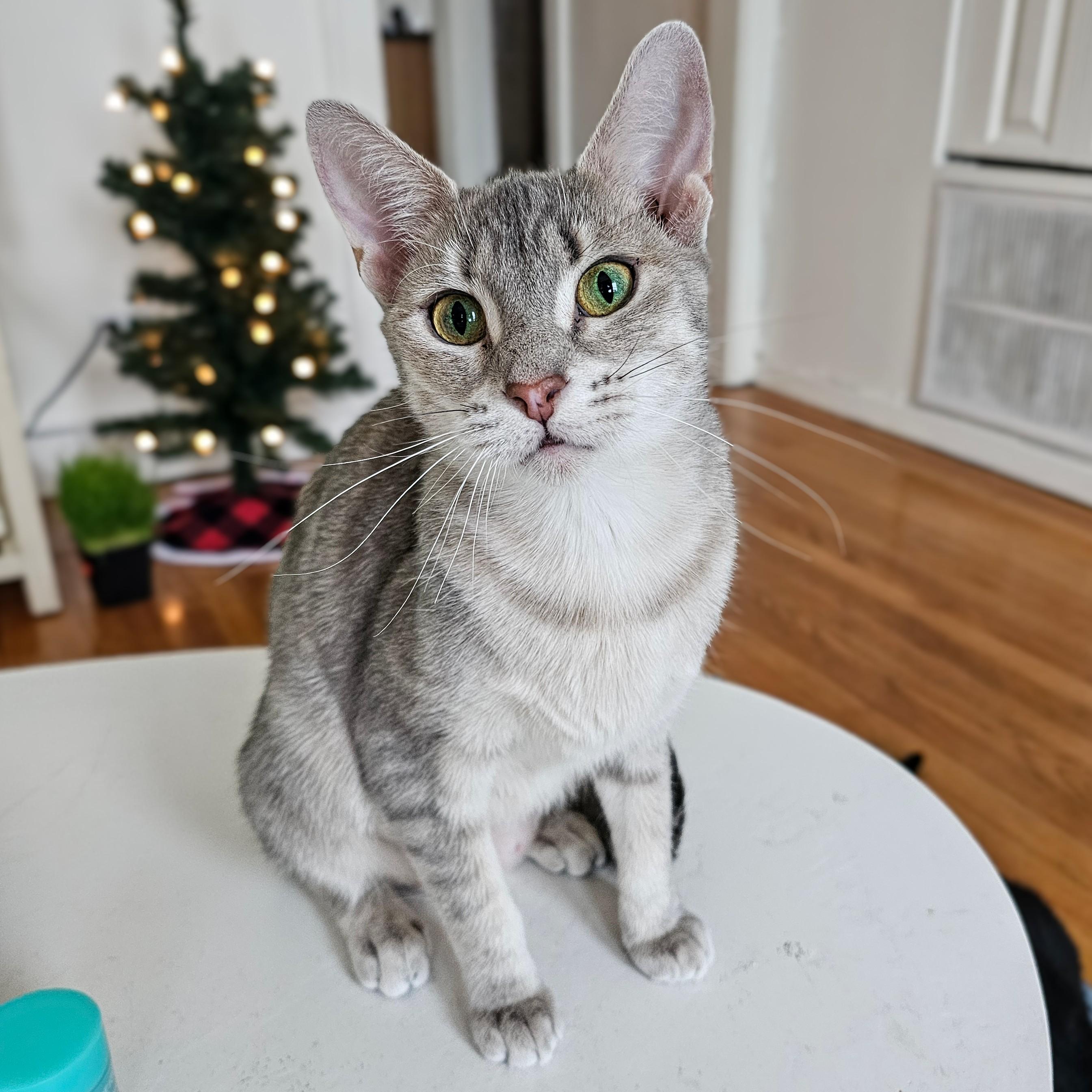 Enlarge Luna, a ADOPTABLE Domestic Short Hair in Chicago, IL image 5/6