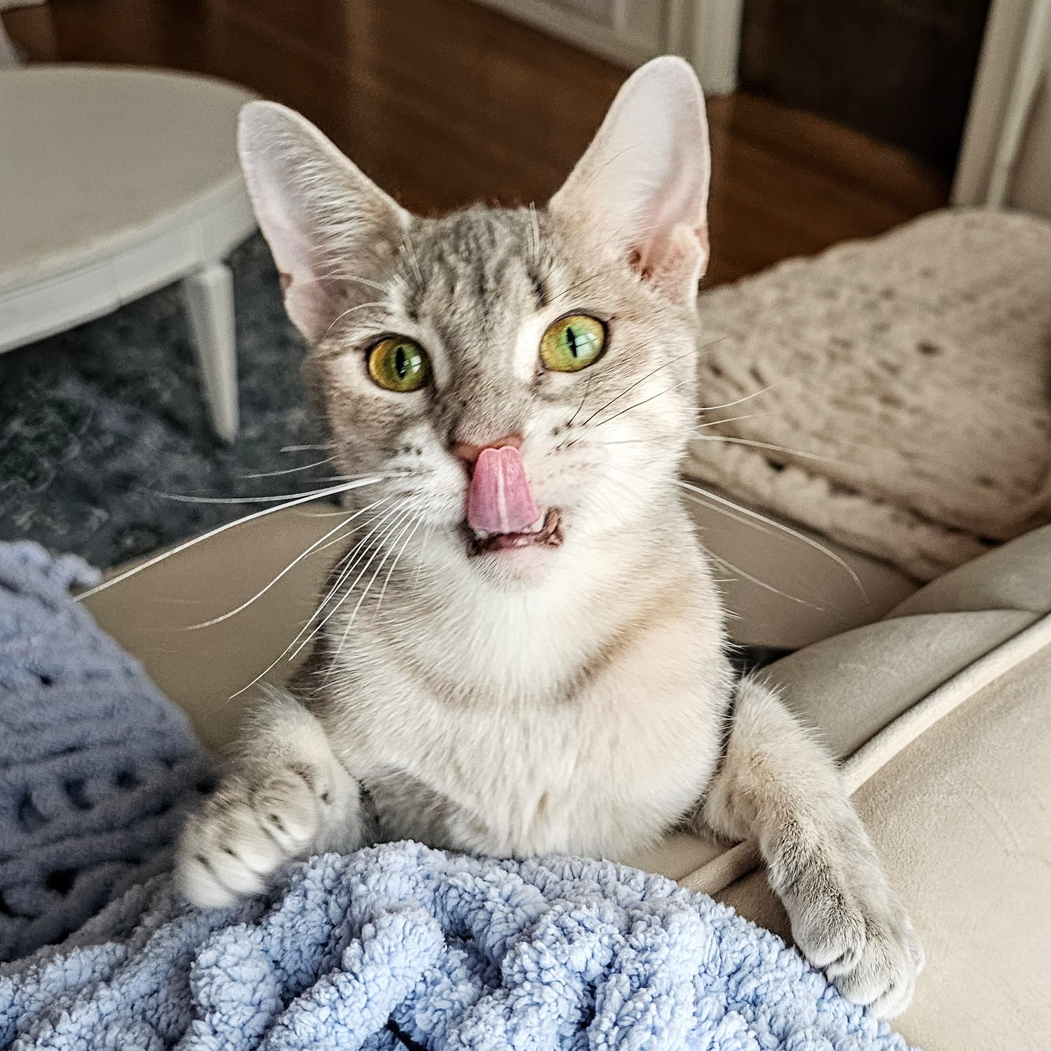 Enlarge Luna, a ADOPTABLE Domestic Short Hair in Chicago, IL image 6/6