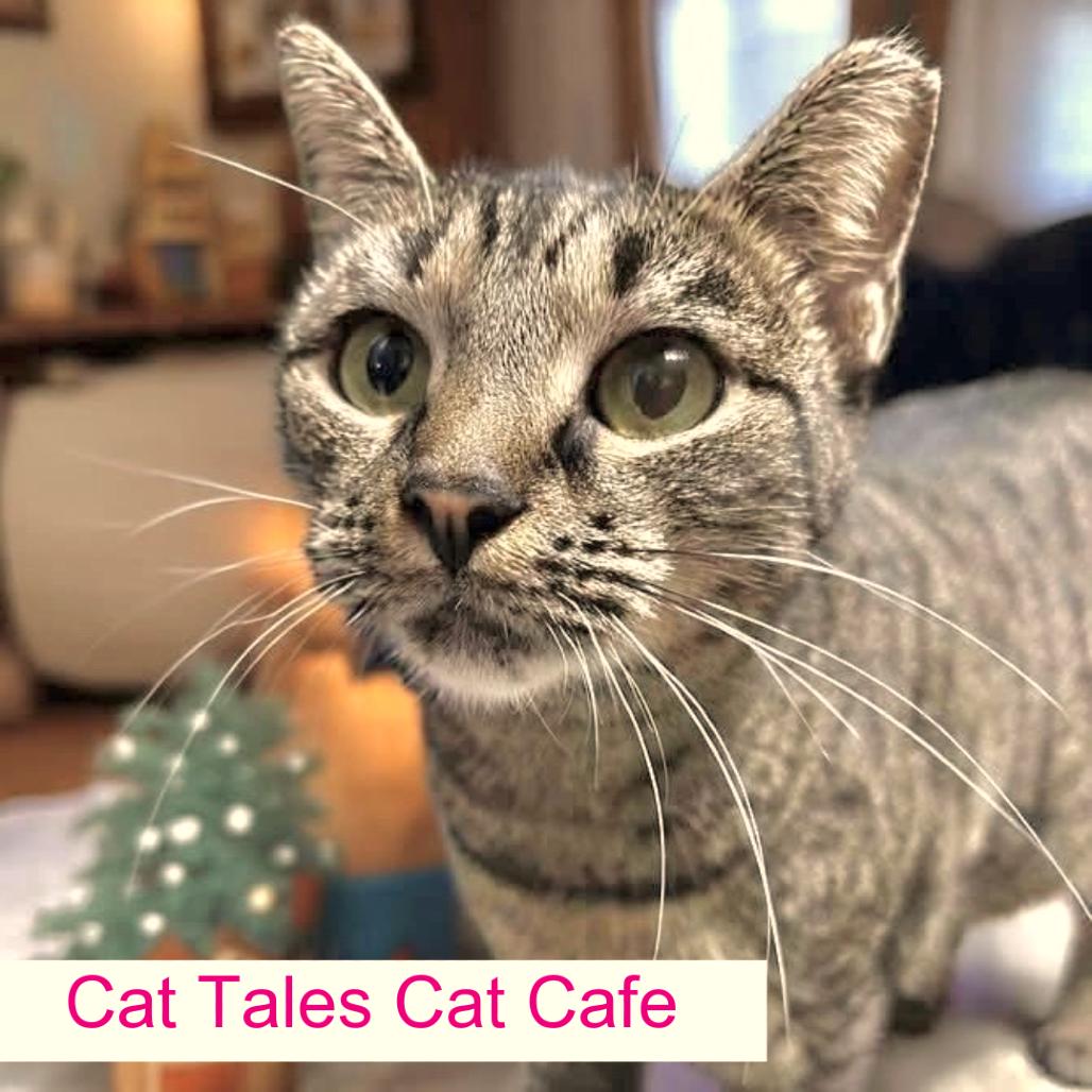 Enlarge McMuffin, a Adoptable Domestic Short Hair in Chapel Hill, NC image 1/4