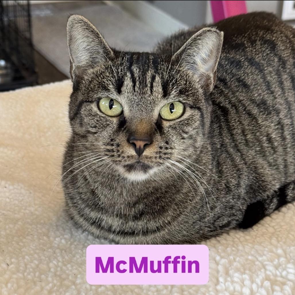 Enlarge McMuffin, a Adoptable Domestic Short Hair in Chapel Hill, NC image 2/4