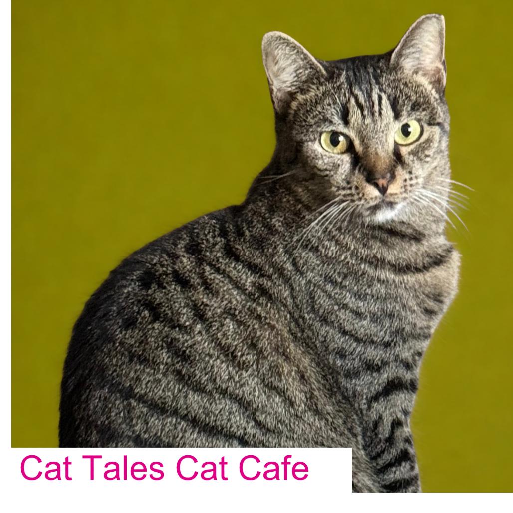 Enlarge McMuffin, a Adoptable Domestic Short Hair in Chapel Hill, NC image 3/4