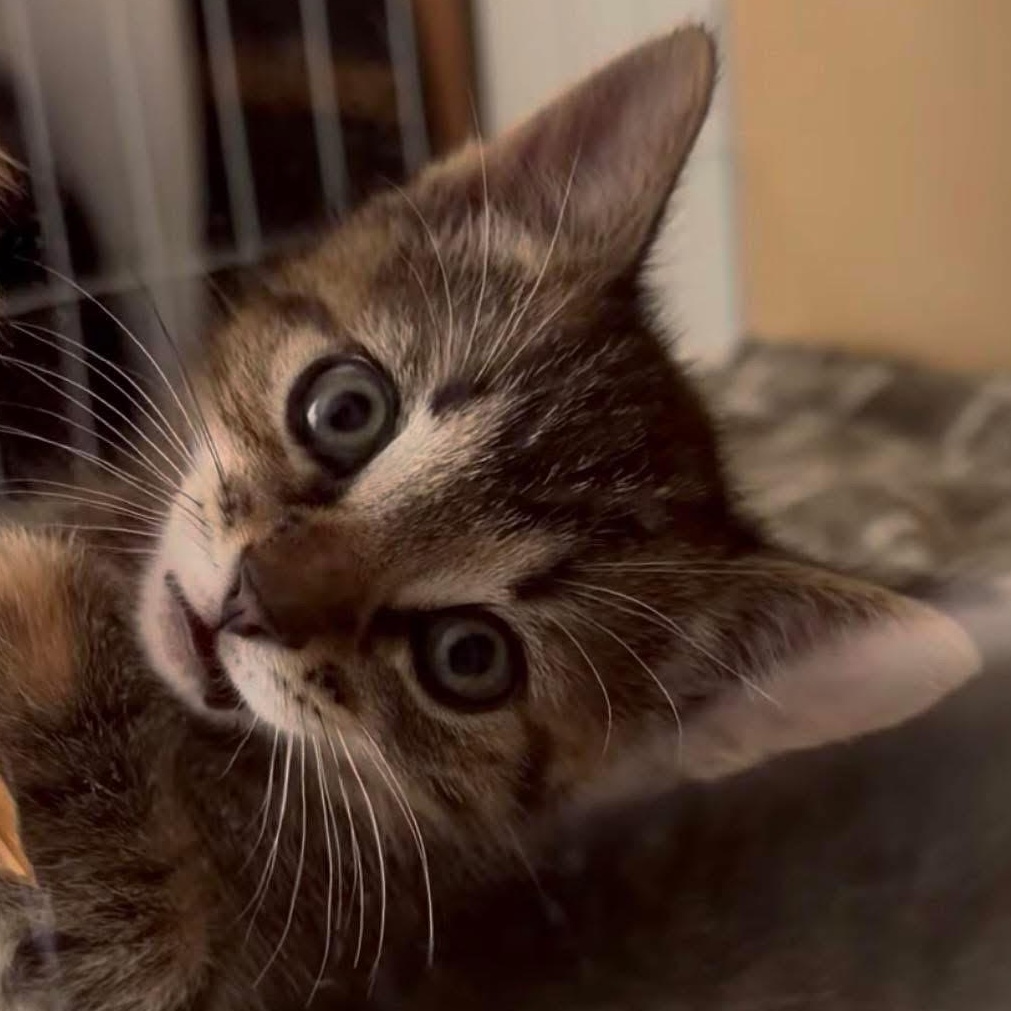 Enlarge Macie the sweetest and friendliest torbie baby, an adopted Torbie in Marlton, NJ image 1/6
